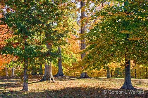 Autumn Trees_24688.jpg - Photographed along the Natchez Trace Parkway in Tennessee, USA.